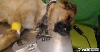 Schon wieder ein Hund mit eingewachsener Kette am Hals 