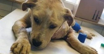 Megyer sackte auf der Stra&szlig;e zusammen