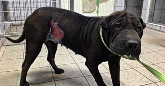 Meili bekommt endlich Hilfe