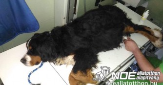 Melissa, Berner Sennenh&uuml;ndin in gro&szlig;er Not