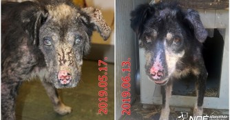 Merlot macht kleine Schritte in Richtung Genesung