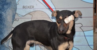 Monokli hat ein Auge verloren