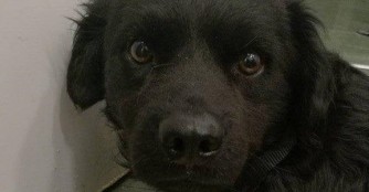 Mogyor&oacute;, der in zwei H&auml;lften geschnitten werden sollte