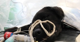 Mogyor&oacute; musste erneut operiert werden