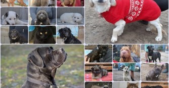 Vergangene Woche fanden 20 Tiere ein Zuhause