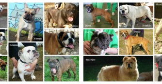 Hundetransport Juni 2015