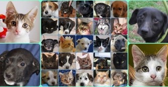 Adoptionen im Februar 2021