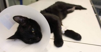 Mieze Morzsi hat einen schlimmen Beinbruch erlitten