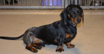 Dackel Moty&oacute; mit dem zertr&uuml;mmerten Becken