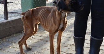 N&aacute;l&aacute; ist nur noch Haut und Knochen