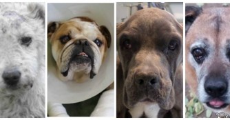 Sorgenvolle Ostertage...