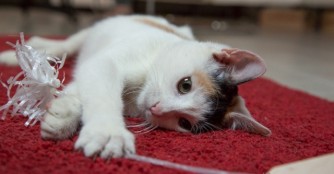 Mieze Nyafi hat ein Paket bekommen!