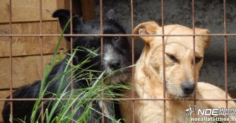 Tierheimhilfsprojekt 2015: Zu Besuch im Tierheim Ny&iacute;rmada