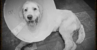 Oli hat es nicht geschafft :(