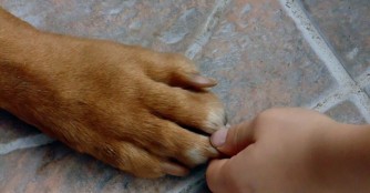 Auch ehrenamtliche Helfer aus dem Ausland sind herzlich Willkommen :)