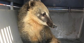 Nasenb&auml;r Abenteuer