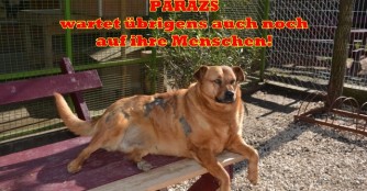 Par&aacute;zs empf&auml;ngt G&auml;ste mit Spenden aus &Ouml;sterreich