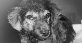 Nachruf f&uuml;r einen kleinen herrenlosen Hund