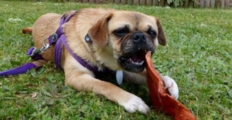 Paula, ein &uuml;belst lieber Hund im Gl&uuml;ck