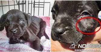 Kleiner Hund in gro&szlig;er Not!