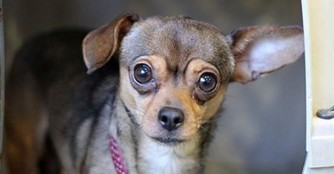 Die kleine Pille soll wieder laufen k&ouml;nnen!