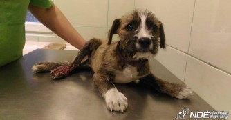 Pill&eacute;r hat ein kaputtes Hinterteil