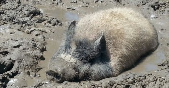 Zu Besuch im NOAH Tierheim Ungarn