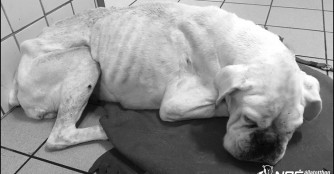 Unsere Hilfe f&uuml;r Pitypang kam zu sp&auml;t :(