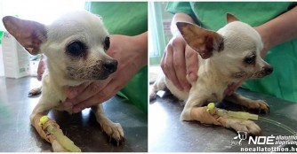 Porcel&aacute;n Lili ist sehr krank!