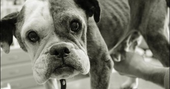 Prima hat es nicht geschafft :(