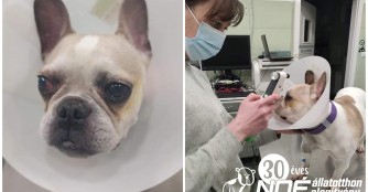 Priscilla ist pl&ouml;tzlich erblindet und wurde abgegeben