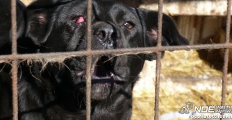 Tierheimhilfsprojekt 2015: Zu Besuch im Tierheim P&uuml;sp&ouml;klad&aacute;ny