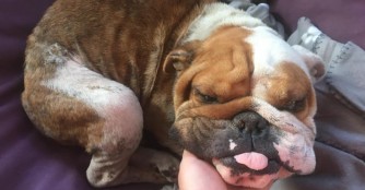 Reszelő weiss nicht wie ihm geschieht