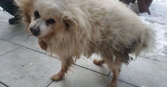 Rizibizi, uralte Spitzoma in unserer Obhut