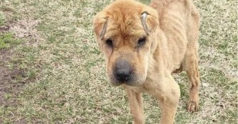 Shar-Pei-Mix Sarah ist jetzt in Sicherheit