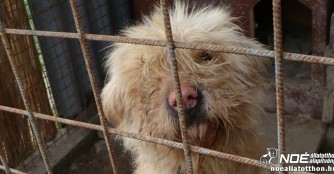 Tierheimhilfsprojekt 2015: Zu Besuch im Tierheim Sikl&oacute;s