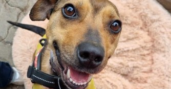 Sisak auf dem Weg der Besserung!