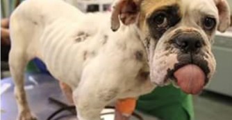 Skiny brauchte eine Bluttransfusion!