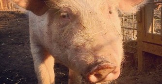 Unser neues Schweinchen, Spulni