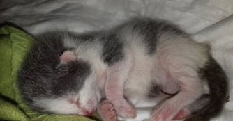 Das 6. Waisenk&auml;tzchen innerhalb 2 Wochen