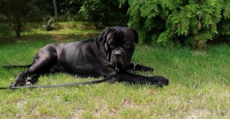 Sushi, der riesige Cane Corso Teddyb&auml;r