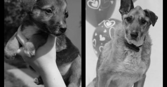 Szamos hat ihr ganzes Leben im Tierheim verbracht