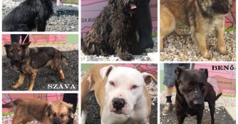 Full House in Szerg&eacute;ny!