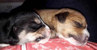 7 Hundebabies m&uuml;ssen von Hand aufgezogen werden