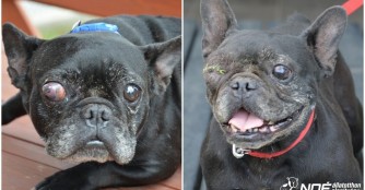 Szindy's Halter wollte ihr schmerzendes Auge nicht operieren lassen!