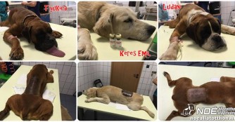 Herzwurmbehandlungen - Teil 1