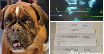 Herzultraschalluntersuchungen im Mai 2023