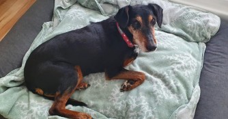 Happy End f&uuml;r Hundeomi Textina!