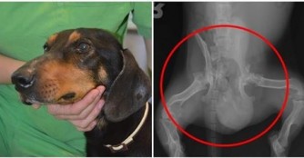 Tot&oacute;'s Hinterteil ist zertr&uuml;mmert!