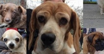 Hundetransport M&auml;rz 2016